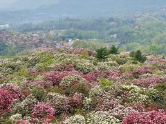 -贵州百里杜鹃风景名胜区