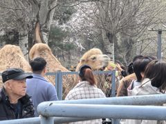 -长白岛森林公园