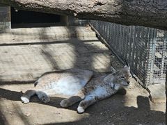 -青藏高原野生动物园