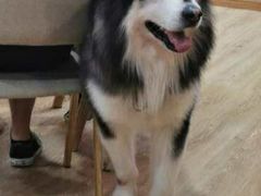 -白兔子密室(长寿路店)