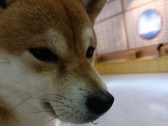 -柴源莊·柴小宠柴犬咖啡