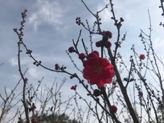 -上海市龙华烈士陵园