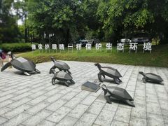 -广东惠东海龟国家级自然保护区