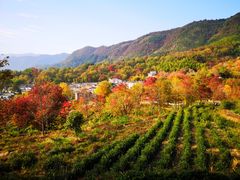 -塔川景区