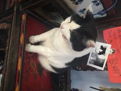 Anne猫窝咖啡屋-Anne猫窝咖啡屋