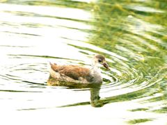 -贵阳市花溪国家城市湿地公园
