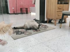 -喵园·猫主题咖啡厅·撸猫·猫咖(国贸店)