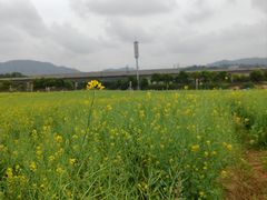 -光明小镇欢乐田园