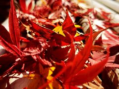 -花开海上生态园