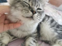 -瑞派名望志远动物医院·猫科·內科·异宠专科(直港大道店)