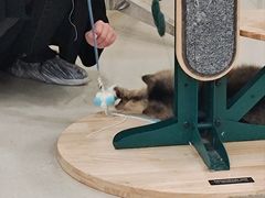 -共舞时光猫咖·狗咖(新街口店)