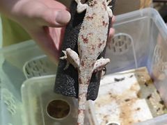 -酷以爬仙阁实体爬宠店·守宫·蜥蜴·专业繁育