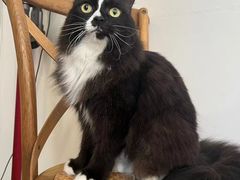 -有猫主题·治愈系猫咖(曾厝垵店)