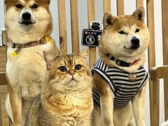 -柴迷FANS CLUB·柴犬狗咖·猫咖