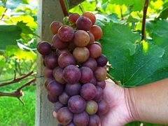 -马陆小张葡萄园农家乐