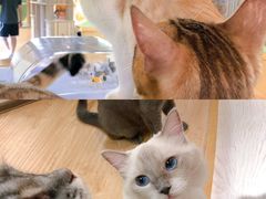 -猫和宫(六道口店)