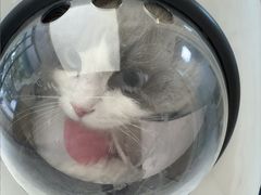 -瑞派康怡24h宠物医院·犬猫医疗中心·微创绝育(瑞景分院)