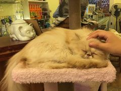 -猫色咖啡·猫咖