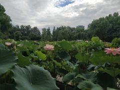 -莲花池公园