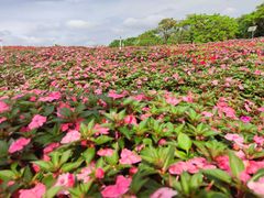 -松山湖梦幻百花洲