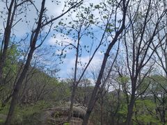 -大岭沟猕猴桃谷风景区