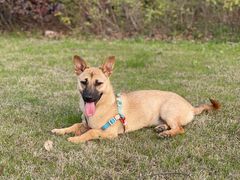 -萌兽医馆·宠物医院·猫骨科(创景店)