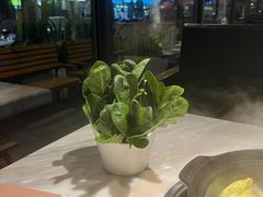 -同仁四季椰子鸡(福田东园总店)