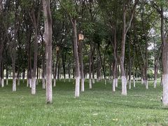 -大兴滨河森林公园