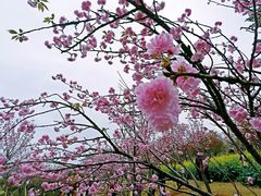 -天适樱花悠乐园