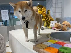 -柴务处·柴犬主题狗咖