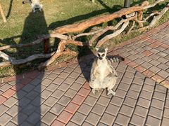 -上海野生动物园