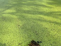 -渌洋湖湿地公园