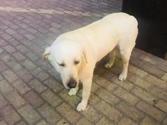 -朕悦鹧鸪饭私房菜