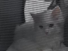 -心仪动物医院·牙专科·肿瘤·心脏科(西客站院)