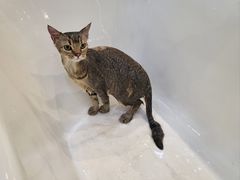 -momokira米努特·德文卷毛猫·棉花面纱犬