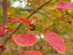 -大兴滨河森林公园