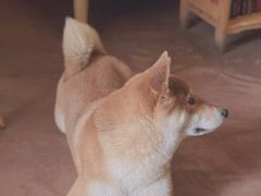 -啡语
