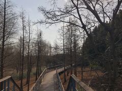 -贡湖湾湿地公园