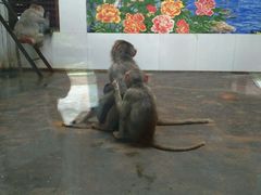 -西安秦岭野生动物园