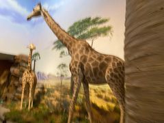 -齐河·老东家·民间菜·地标特色美食