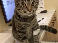 -萌兽医馆·犬猫专科·眼科中心·宠物医院(朝阳门分院)