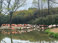 -上海野生动物园