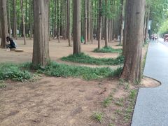 -日照海滨国家森林公园
