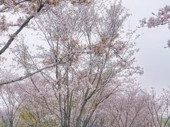 -羊山湖公园