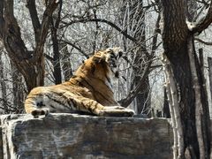 -秦皇岛野生动物园