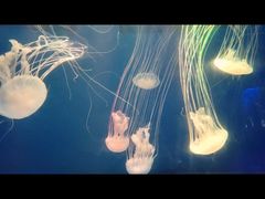 -海合安成都极地海洋公园
