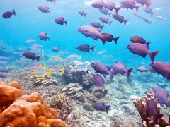 -卡帕莱度假村(西巴丹岛)