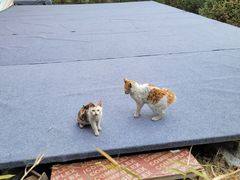 -崇阳三特浪口温泉
