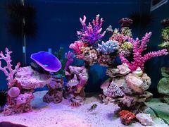 -上海海昌海洋公园