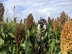 -三圣花乡旅游区